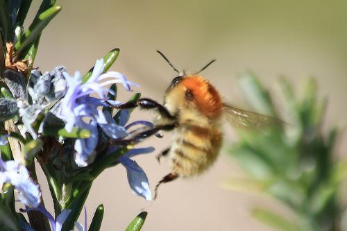 Bombus humilis
